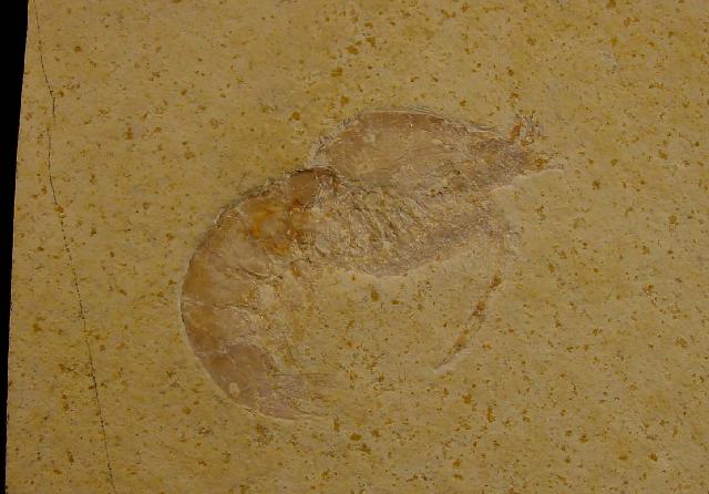 Eystaettia intermedius (OPPEL 1839) - Bild © FossNet FossilienStore